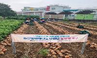 함안시니어클럽, 어르신들이 직접 키운 양파와 감자 기부